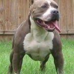 pit bull