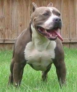 pit bulls