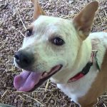 Cattle Dog, foster