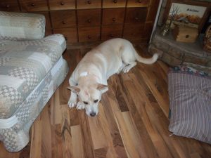 Blondie pines for her snake-bitten friend