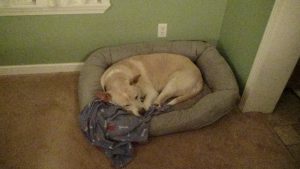 Blondie snatches Cochises new dog bed