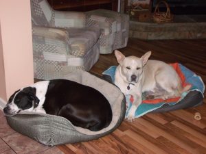 Cochise takes Blondie's new bed.