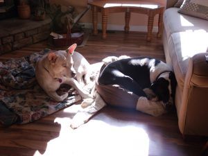 Blondie-Cochise 131129 Sun Puppies2-800