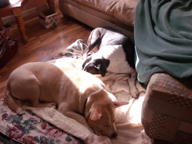 Blondie, Cochise, Christmas snooze