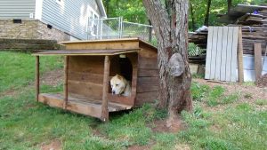 Blondie in Dog Cabin 160625