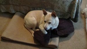 bedtime dilemma, Blondie on Blondie's bed