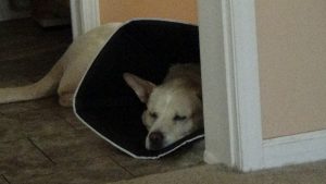Blondie_cone napping