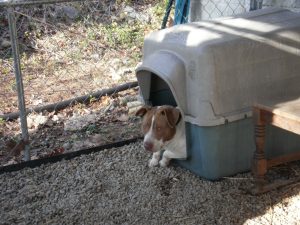 Boomer in heartworm treatment