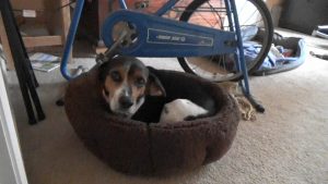 Buddy's deep dish dog bed