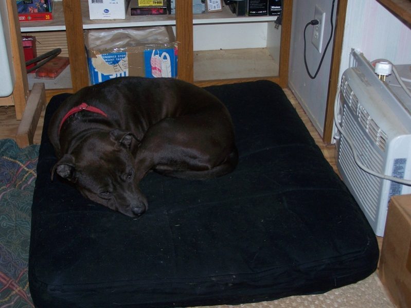 Buster tests the new dog bed