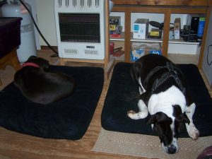 Dog bed dispute resolved