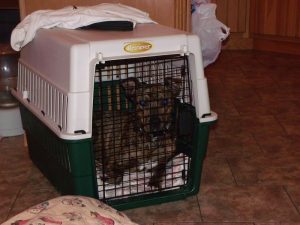 Cheyanne, infirmary, intensive care, crate