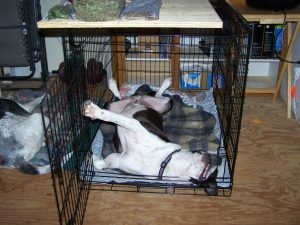 crate training