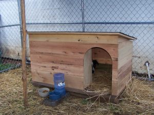 dog cabin