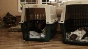 cora resting in crate