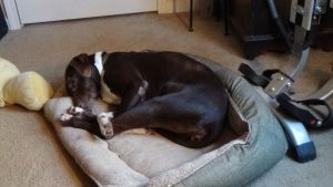 Cora napping in the den snuggle bed