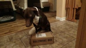 Cora with Bullymake Box