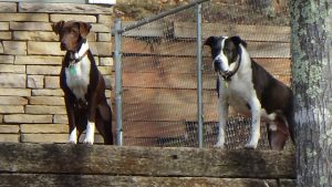 Cora watching w cochise