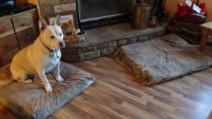 bedtime dilemma, blondie on futon