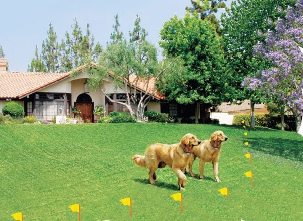 halo invisible fence for dogs