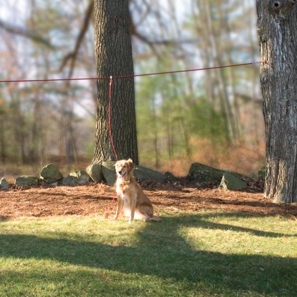 Using a run wire to preven dog escapes