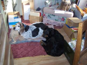 Dolly and Zadie in Workshop