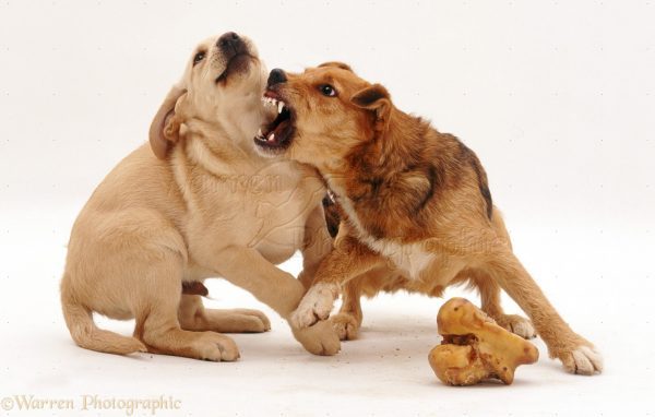 how to work on food aggression with dogs