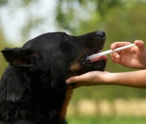 medicating your dog