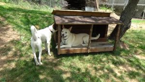 Jasper-Blondie try out dog cabin (3)