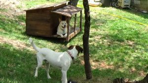 Jasper-Blondie try out dog cabin (6)