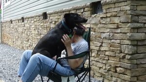 pool side lap dog