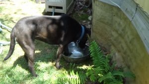 water bowl pool