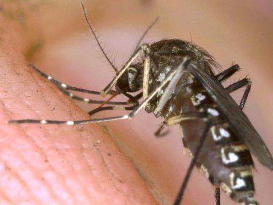 mosquitos carry heartworm disease