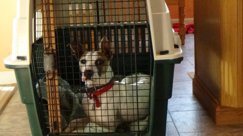 Roger_Calm in his crate 160101 800x450