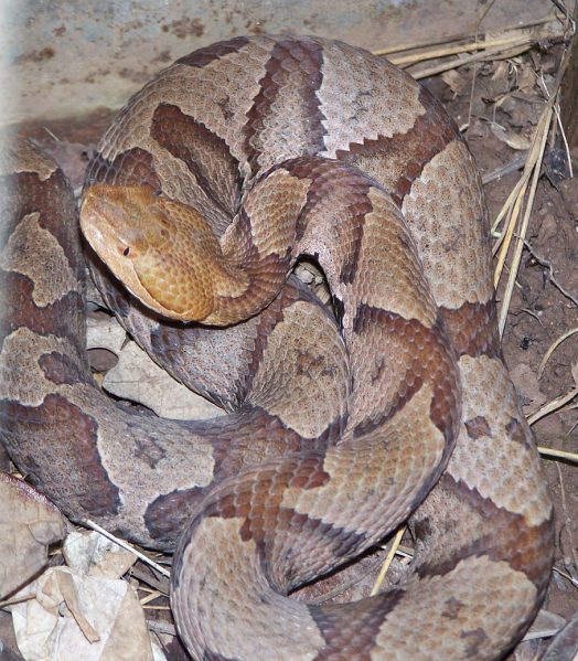 copperhead snake coiled