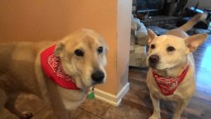 blonde-dogs-in-bandanas-1