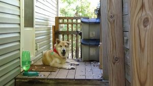 Tinker on porch