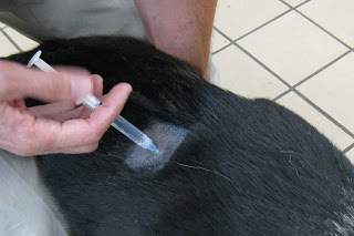 Heartworm injection treatment for cheap dogs