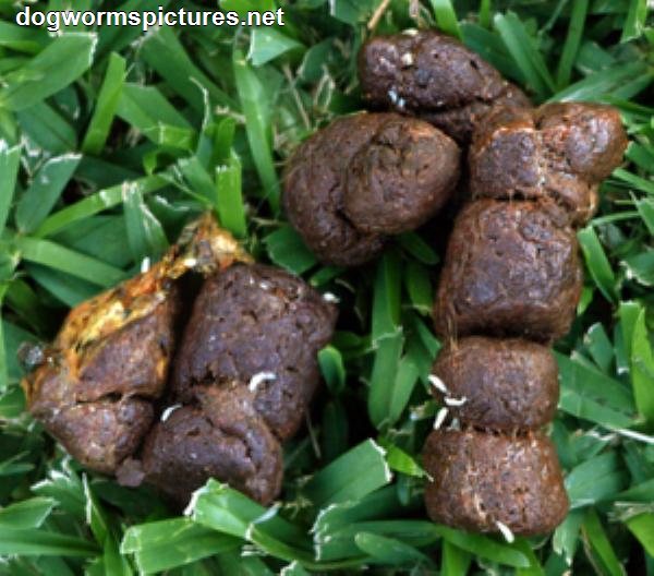 what does worms look like in dogs poop