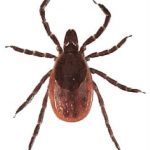 Deer tick carries Lyme disease
