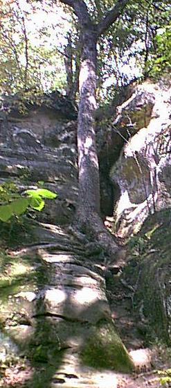 Tree in rock