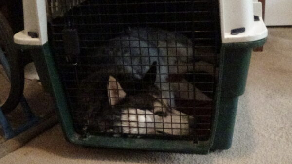 Zane in crate heartworm